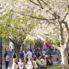 Temple campus landscape with students